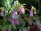 Campanula takesimana - small image 2
