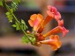 Campsis radicans - small image 2