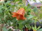 Canarina canariensis AGM - small image 2