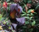 Canna 'Tropicanna Black' - small image 2