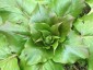 Cardiocrinum giganteum - small image 2