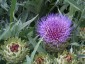 Cardoon - small image 2