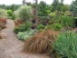 Carex flagellifera - small image 2