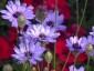 Catananche caerulea - small image 2