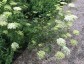 Cenolophium denudatum - small image 2