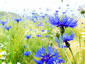 Centaurea cyanus - small image 2