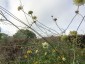Cephalaria dipsacoides - small image 2