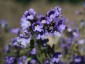 Chaenorrhinum origanifolium - small image 2