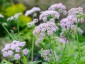 Chaerophyllum hirsutum 'Roseum' - small image 2