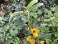 Chamaecrista fasciculata - small image 2
