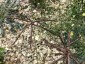 Chloris dolichostachya - small image 2