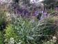 Cirsium canum - small image 2