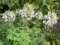 Cleome spinosa 'Alba' ('Helen Campbell') - small image 2