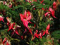 Clianthus puniceus - small image 2