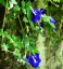 Clitoria ternatea - small image 2