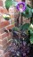 Cobaea scandens - small image 2