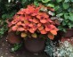 Coleus 'Orange and Purple' - small image 2