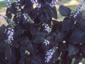 Coleus 'Palisandra' - small image 2