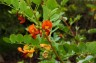 Colutea media ex 'Copper Beauty' - small image 2