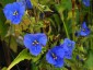 Commelina coelestis - small image 2