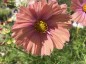 Cosmos bipinnatus 'Apricotta' - small image 2