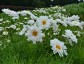 Cosmos bipinnatus 'Double Click Snow Puff' - small image 2