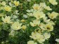 Cosmos bipinnatus 'Lemonade' - small image 2