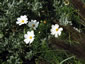 Cosmos bipinnatus 'Purity' - small image 2