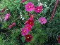 Cosmos bipinnatus 'Rubenza' - small image 2
