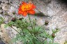Cosmos sulphureus 'Cosmic Red' - small image 2