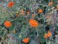 Cosmos sulphureus 'Diablo' - small image 2