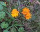 Cosmos sulphureus 'Sunset Orange' - small image 2
