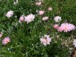 Crepis incana - small image 2