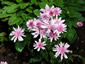 Crepis rubra - small image 2
