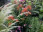 Crocosmia paniculata ex 'Cally Sword' - small image 2
