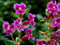 Cuphea viscossisima - small image 2