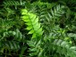 Cyrtomium falcatum AGM - small image 2