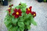 Dahlia 'Black Beauty' - small image 2