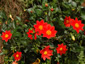 Dahlia coccinea - small image 2