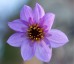 Dahlia merckii - small image 2