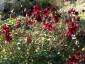 Dahlia 'Ragged Robin' - small image 2