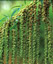 Datisca cannabina - small image 2