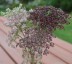 Daucus carota 'Purple Kisses' - small image 2