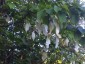 Davidia involucrata AGM - small image 2