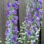 Delphinium exaltatum - small image 2