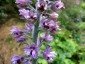 Delphinium requienii - small image 2