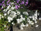 Dianthus arenarius nanus 'Little Maiden' - small image 2