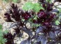 Dianthus barbatus 'Nigrescens' - small image 2