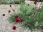 Dianthus cruentus - small image 2