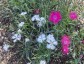 Dianthus superbus - small image 2